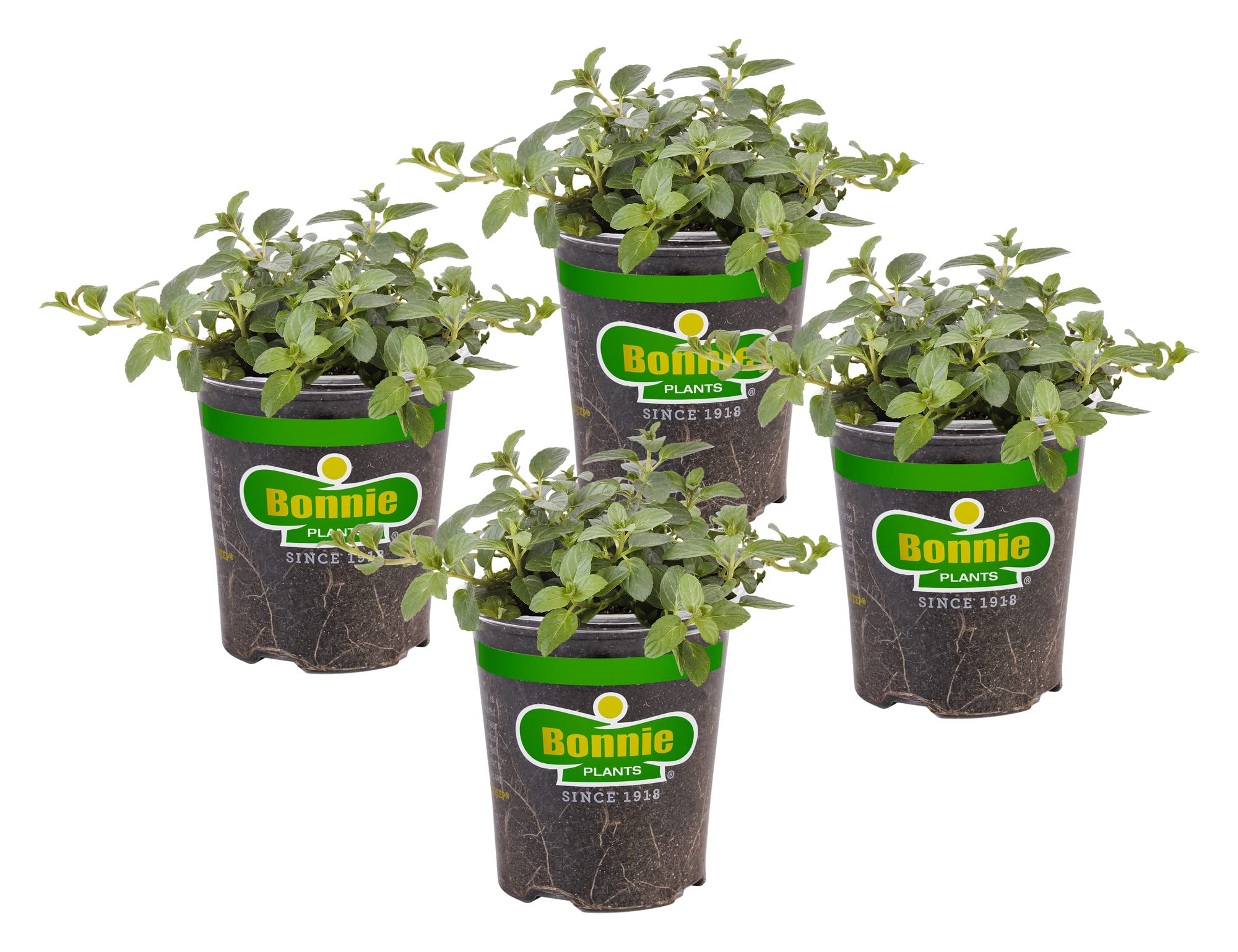 Bonnie Plants peppermint 4-pack front view showing healthy transplants and container-ready growth