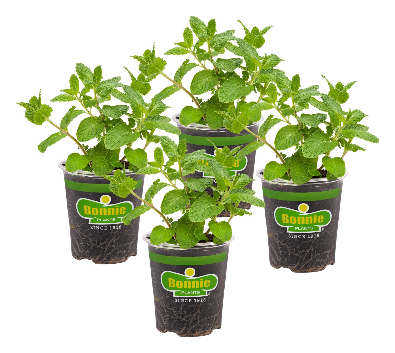 Bonnie Plants front view showing four live sweet mint pots and healthy foliage benefits quick planting