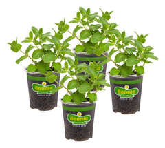 Bonnie Plants front view showing four live sweet mint pots and healthy foliage benefits quick planting