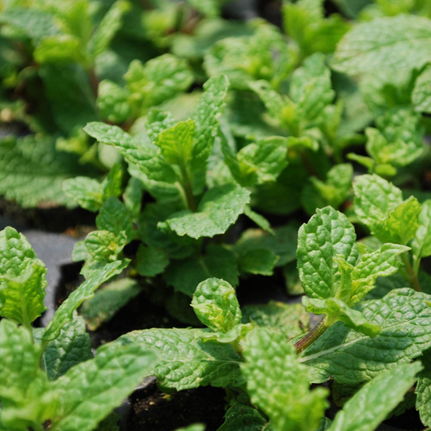 Bonnie Plants close-up of large mint leaf revealing texture and strong aroma for cooking