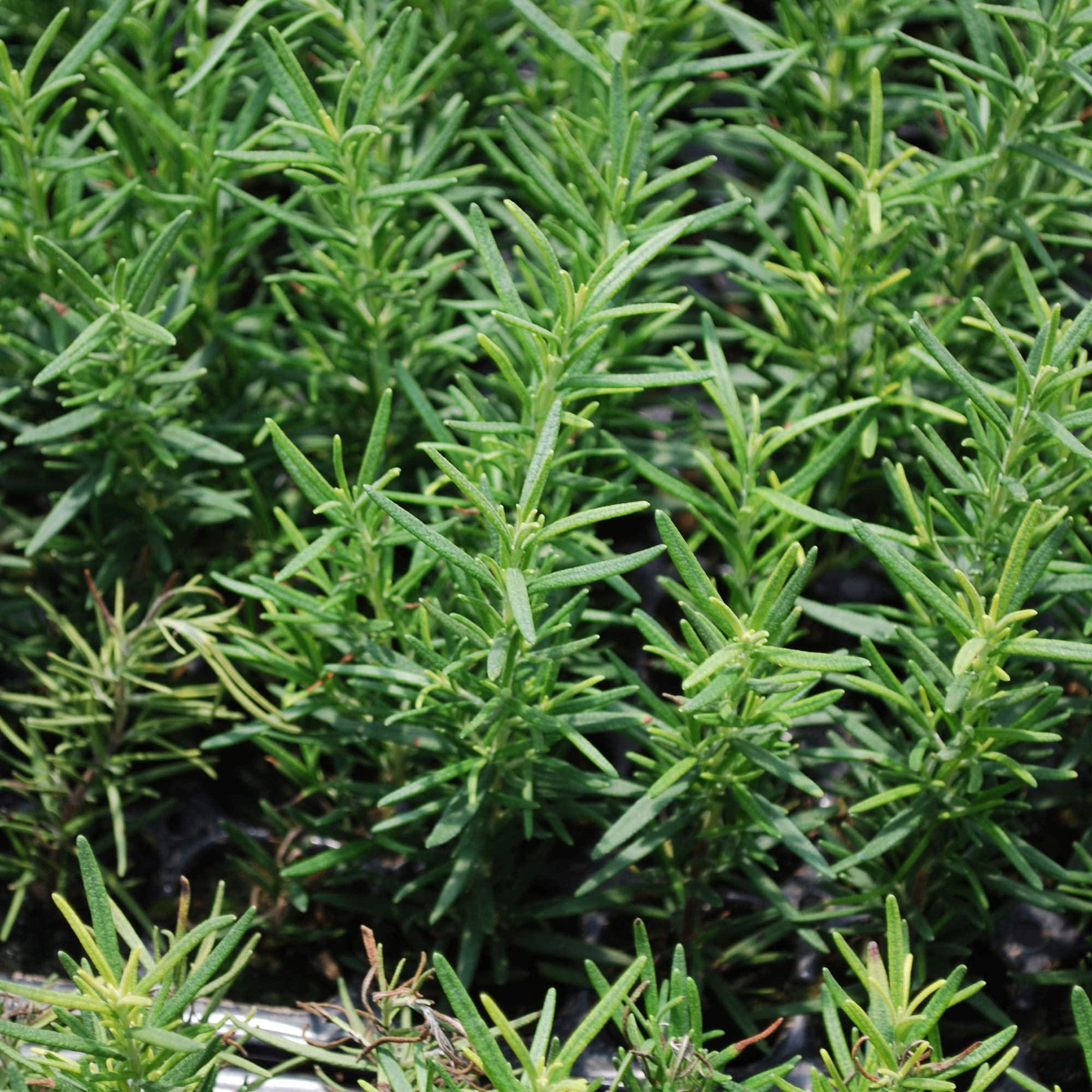 Bonnie Plants rosemary blue flowers detail highlighting pollinator-friendly blooms benefit