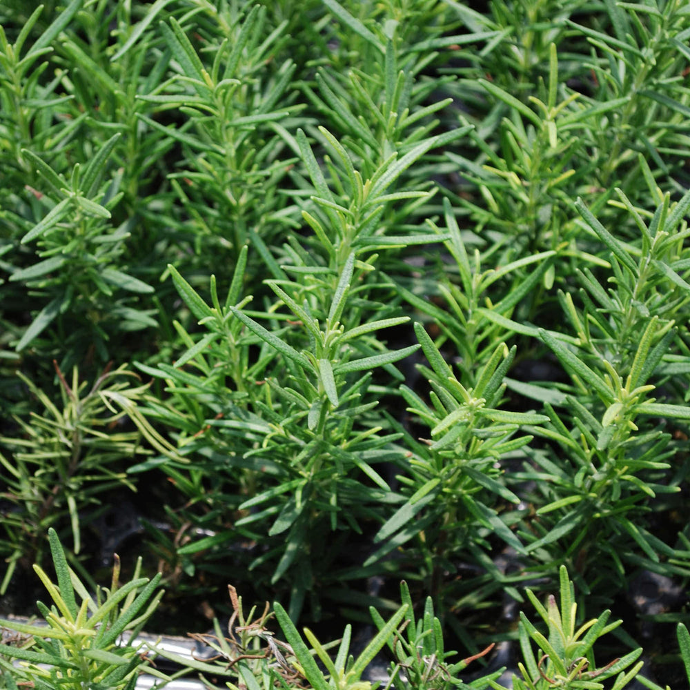 Bonnie Plants rosemary blue flowers detail highlighting pollinator-friendly blooms benefit