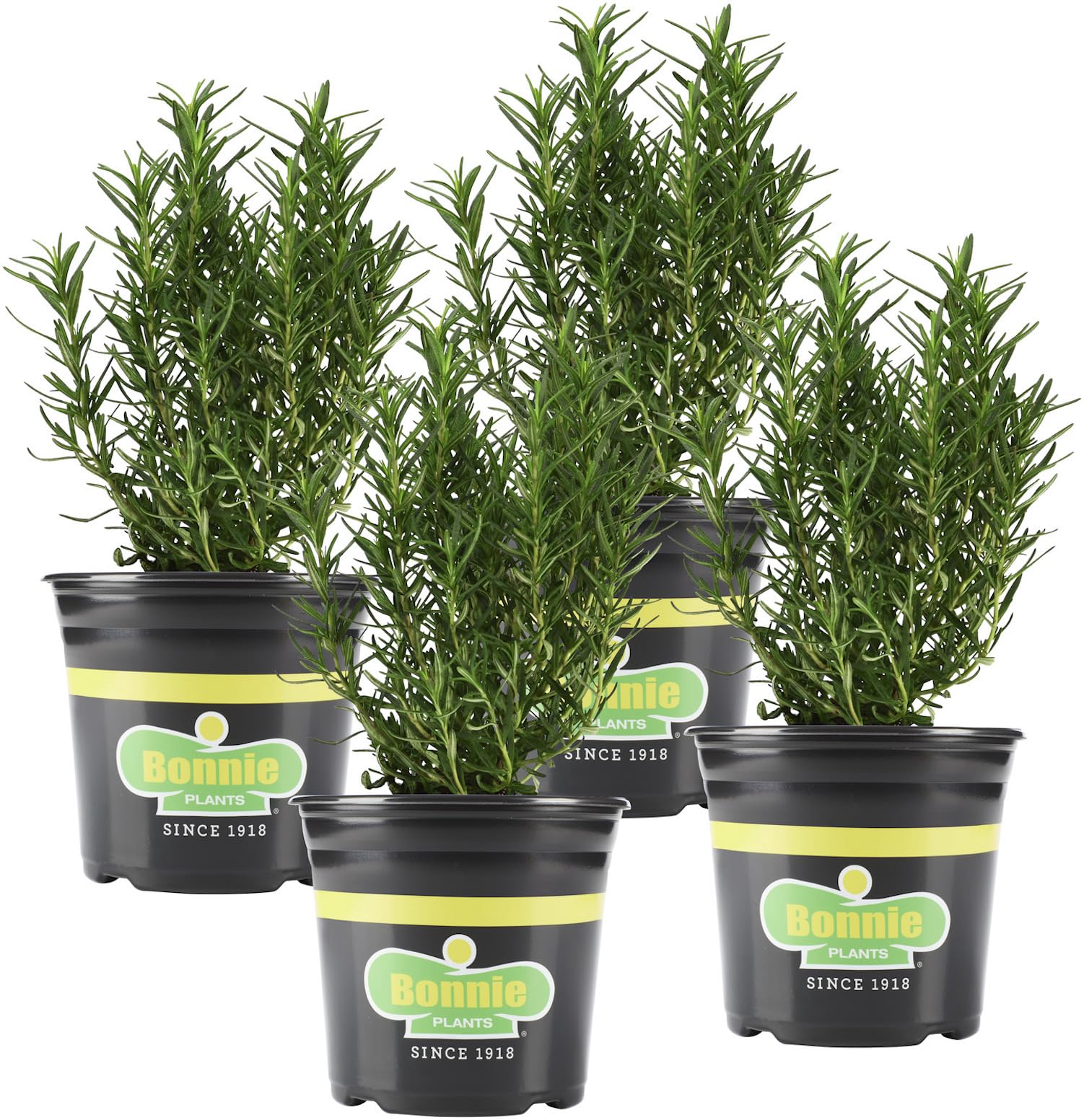 Bonnie Plants rosemary front view showing healthy evergreen plants and ready-to-plant benefit