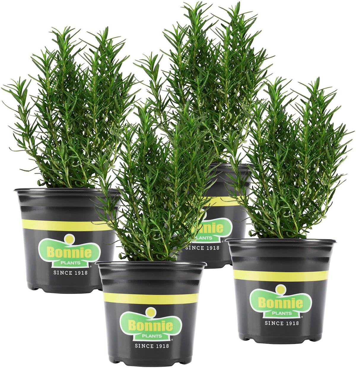 Bonnie Plants rosemary front view showing healthy evergreen plants and ready-to-plant benefit