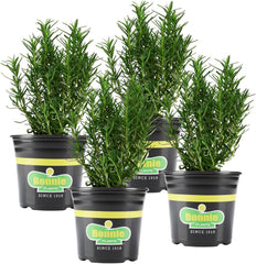 Bonnie Plants rosemary front view showing healthy evergreen plants and ready-to-plant benefit