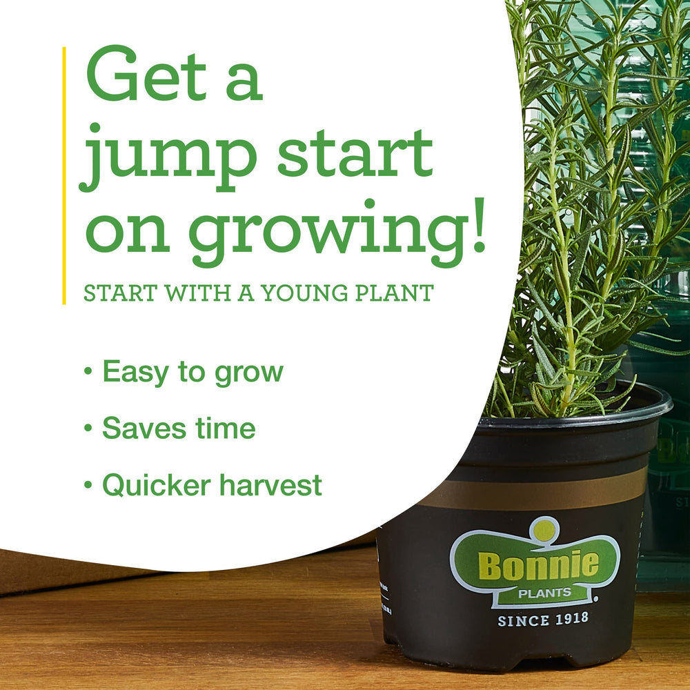 Bonnie Plants rosemary sprigs infusing olive oil in jar showing flavor-preserving benefit