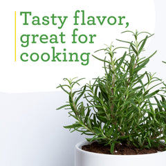 Bonnie Plants rosemary in decorative container demonstrating easy container gardening benefit