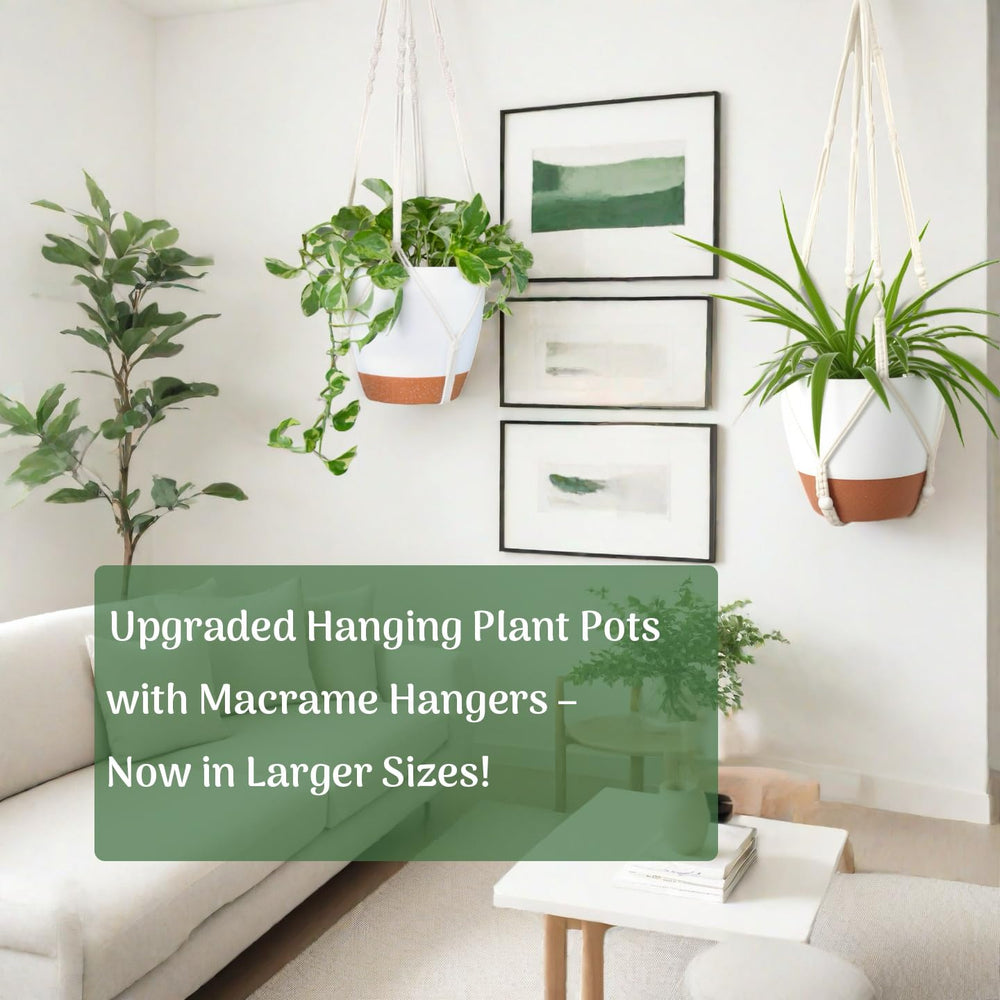 Bouqlife three hanging planters with lush foliage staged together, shows dramatic statement display