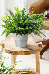 Briful planter with herbs on windowsill demonstrating space-saving indoor gardening