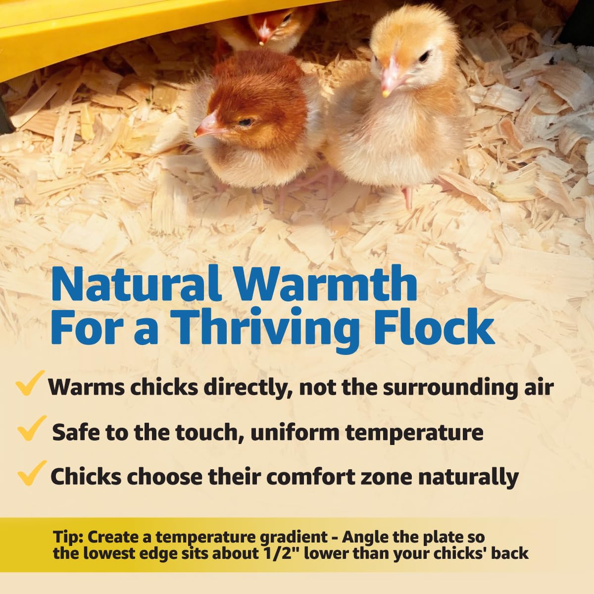 Brinsea brooder in use with chicks benefiting from gentle radiant heat