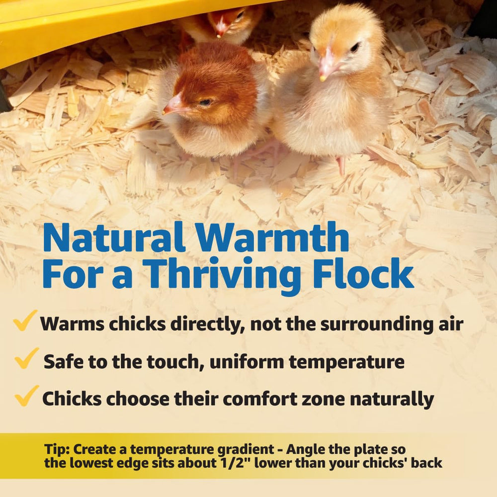 Brinsea brooder in use with chicks benefiting from gentle radiant heat