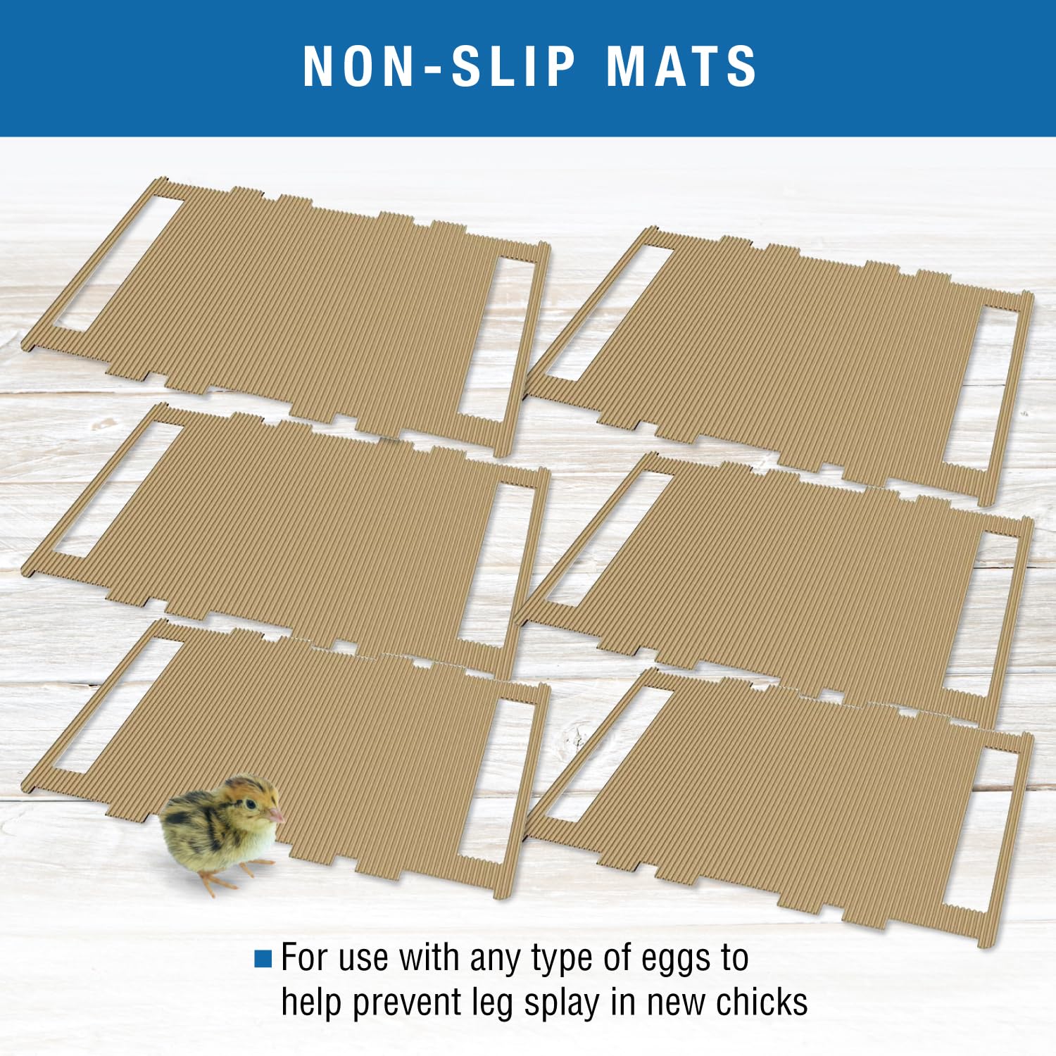 Brinsea mat with newly hatched chicks demonstrating better footing and stability