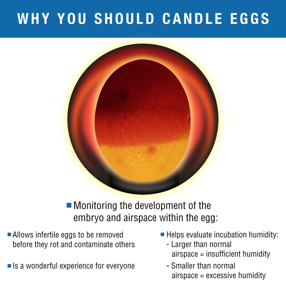 Brinsea OvaView handheld in breeder's hand demonstrating convenient portable candling