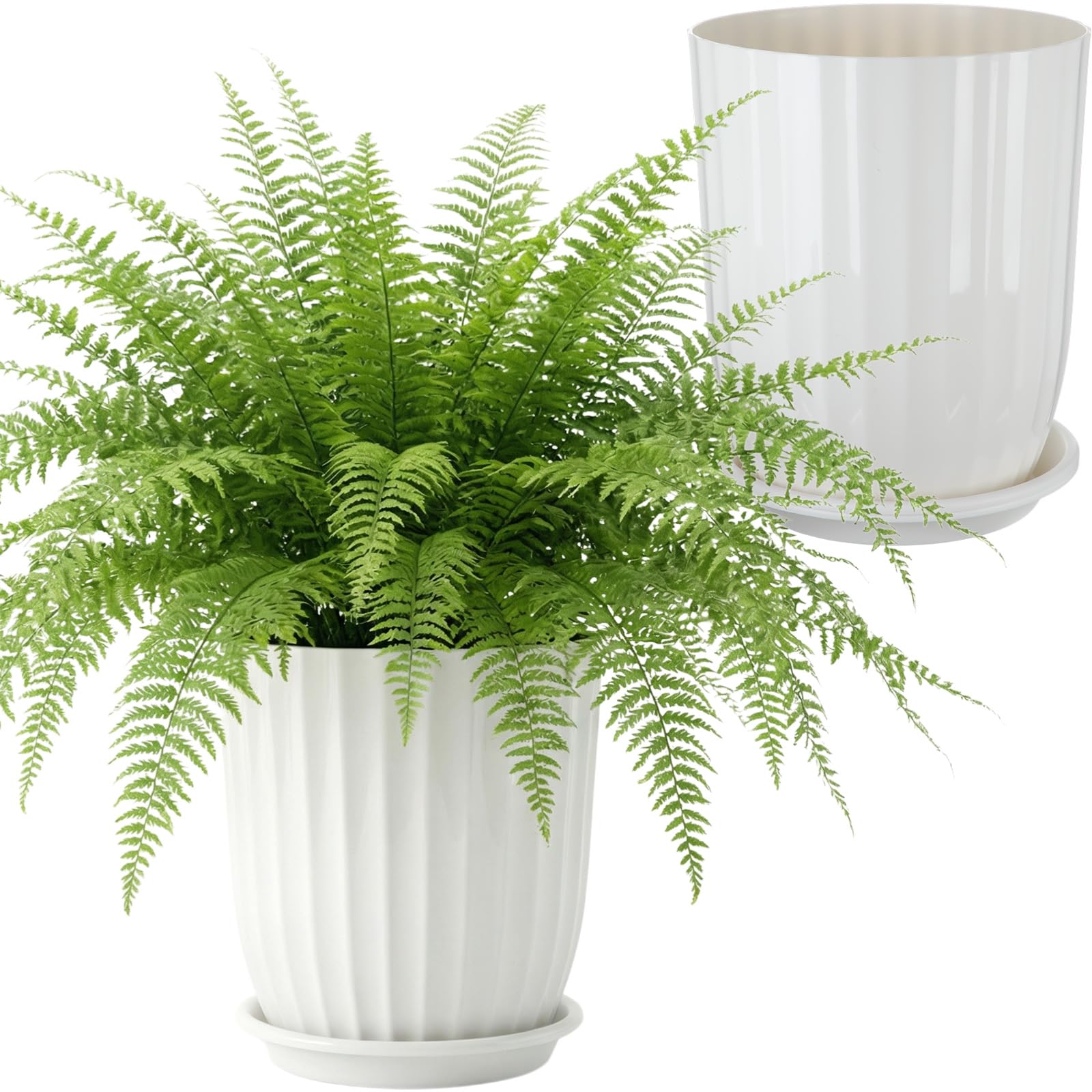 Briwooody side profile with plant showing upright support and elegant silhouette