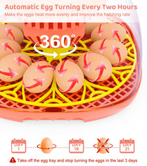 Brnvl egg tray loaded with eggs demonstrating multi-egg capacity and organization