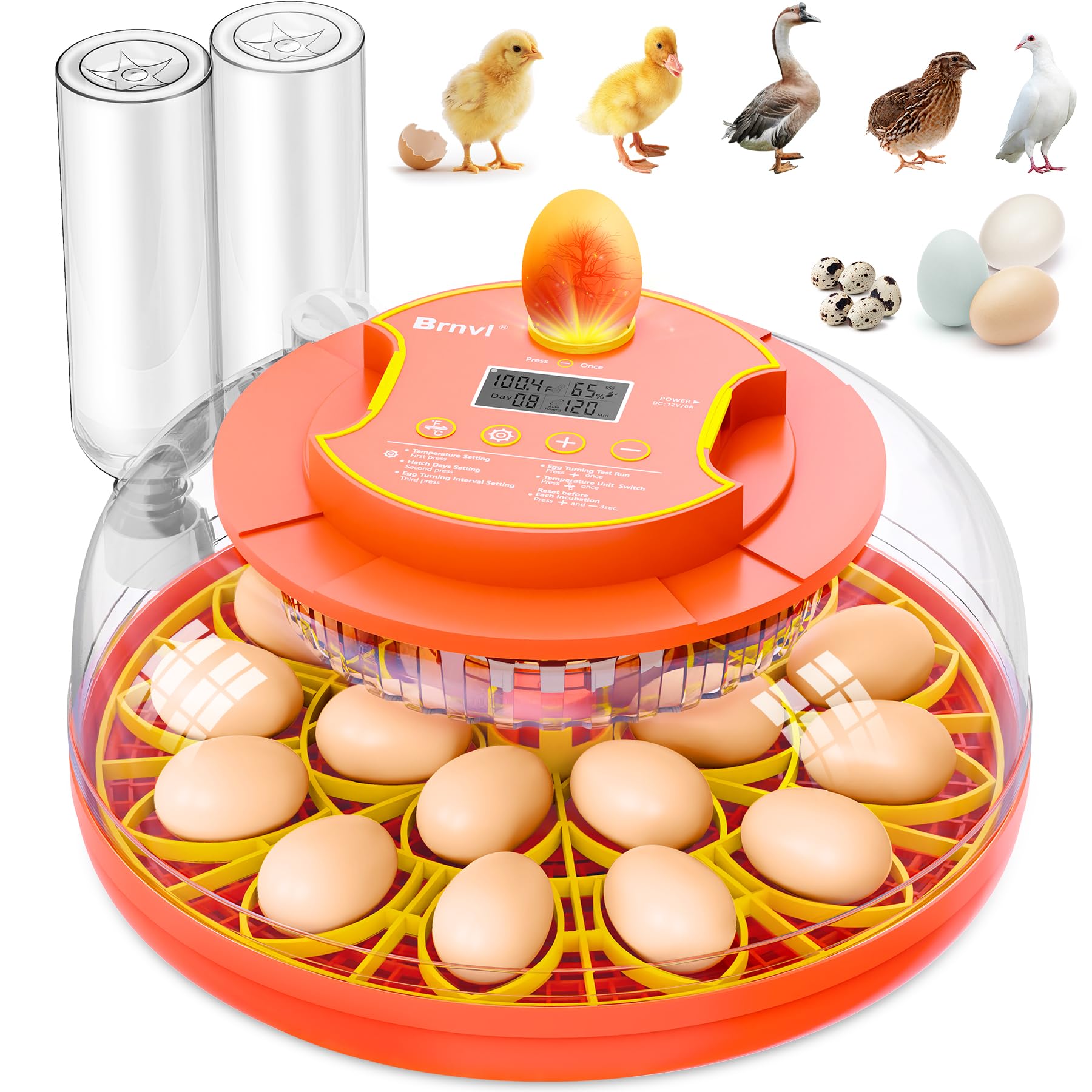 brnvl front view showing incubator and clear lid, perfect for countertop hatching