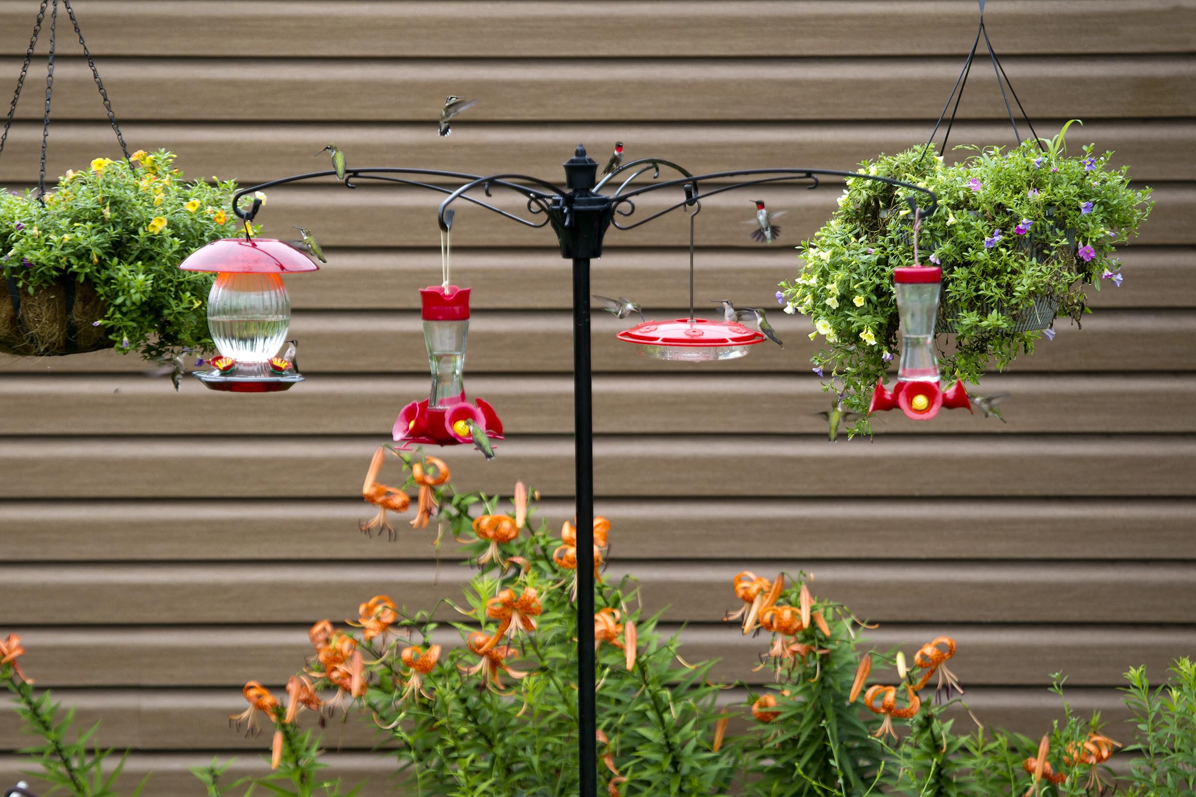 Brome BirdsUP installed in garden with four feeders, attracts more birds and saves lawn
