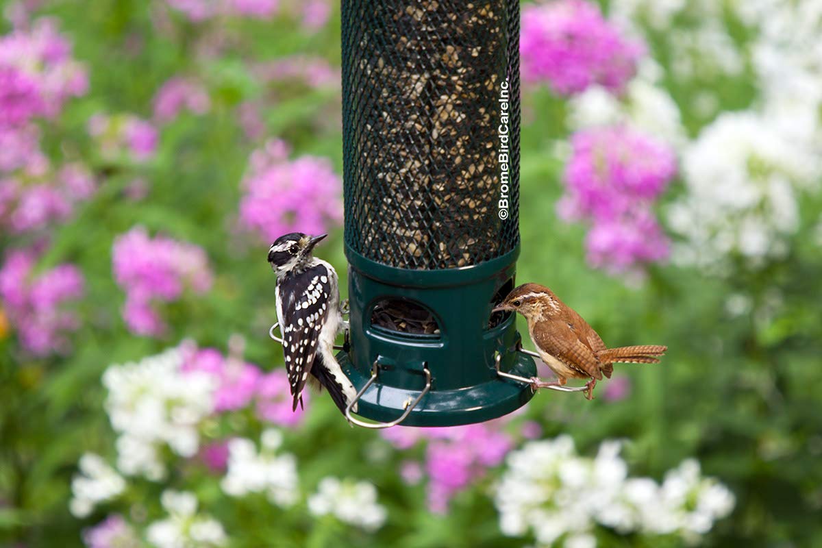 Brome Legacy mounted with small songbirds feeding, attracts more wild birds