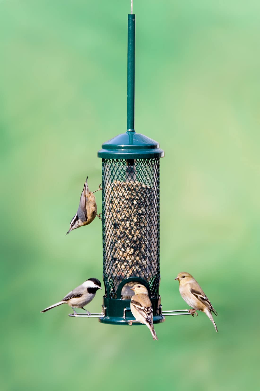 Brome Squirrel Buster Mini in use with small birds feeding, attracts and supports wild birds