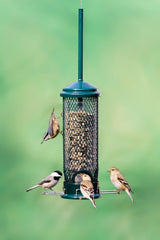 Brome Squirrel Buster Mini in use with small birds feeding, attracts and supports wild birds