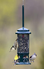 Brome Squirrel Buster in use with a finch feeding, showing effective squirrel exclusion
