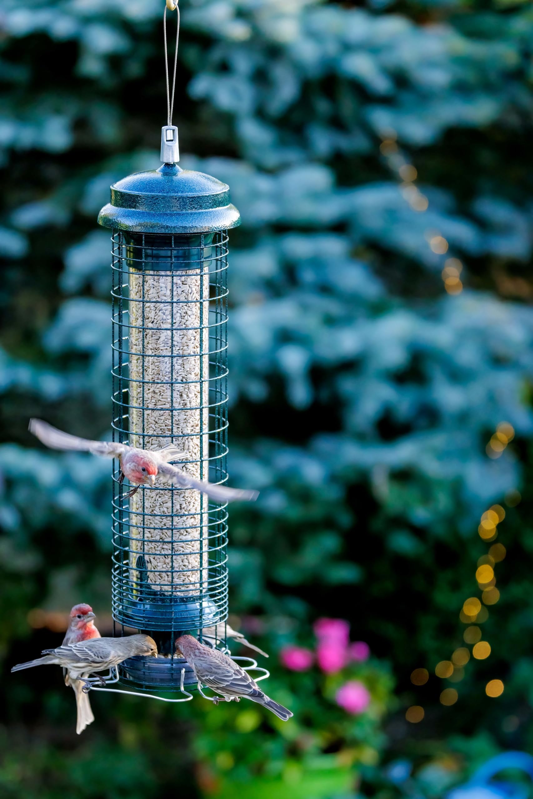 Brome feeder hung in backyard attracting small birds and increasing visits