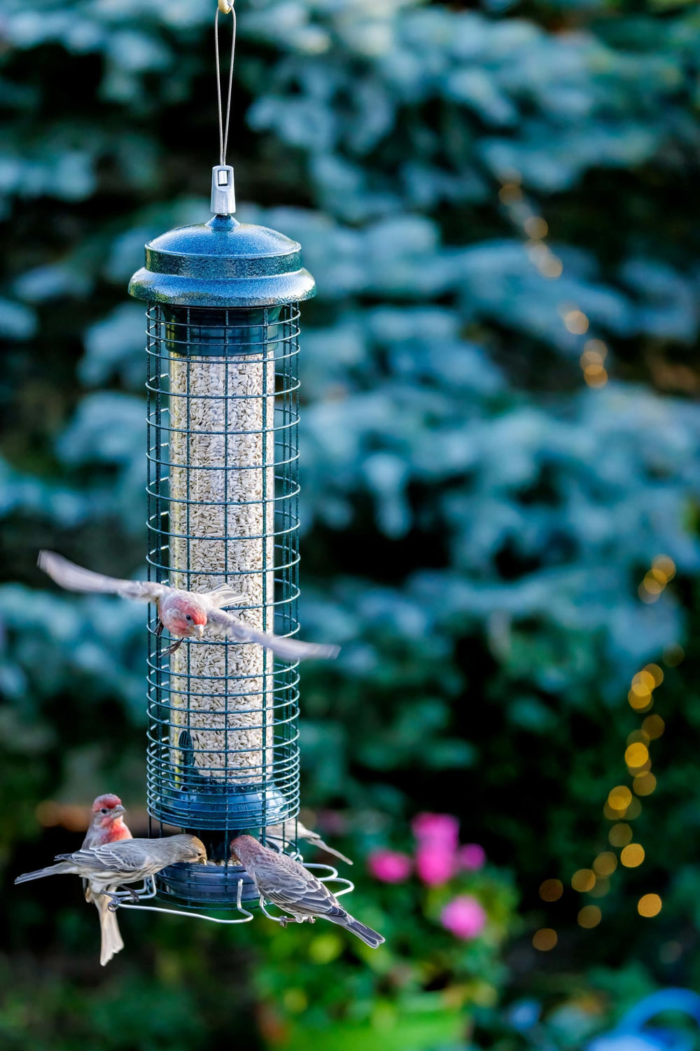 Brome feeder hung in backyard attracting small birds and increasing visits