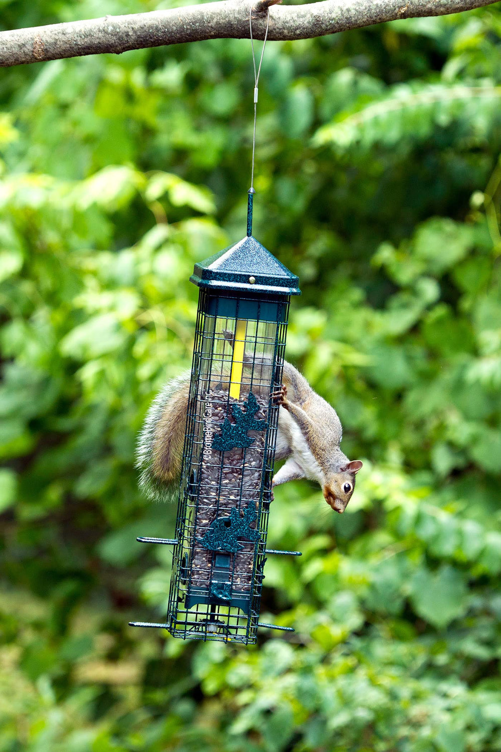 brome feeder in garden with songbirds demonstrating more bird visits benefit