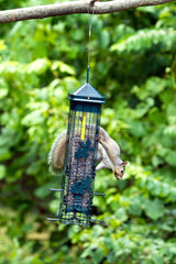 brome feeder in garden with songbirds demonstrating more bird visits benefit