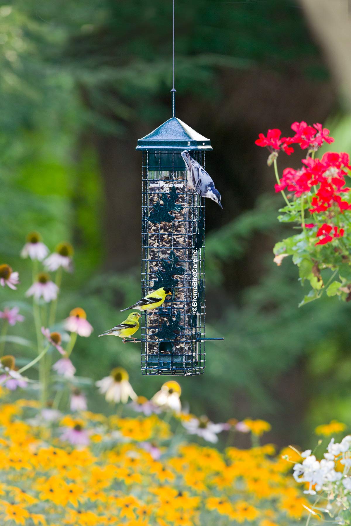 brome seed funnel beside feeder highlighting easy refilling and 3.4 lb capacity