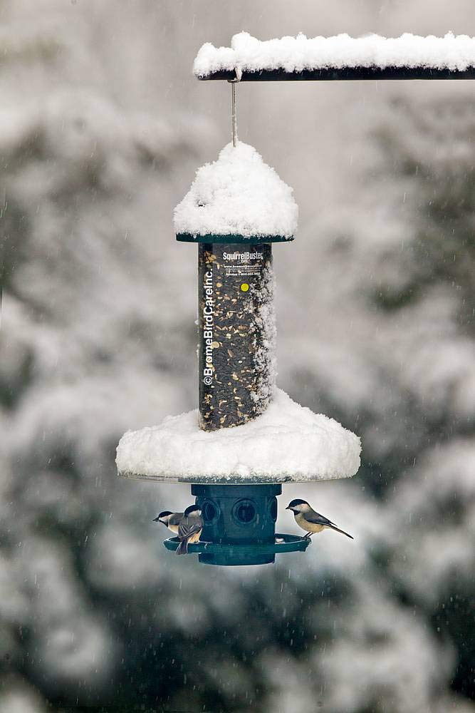 Brome Weather Guard installed on Squirrel Buster Plus with bird feeding benefit