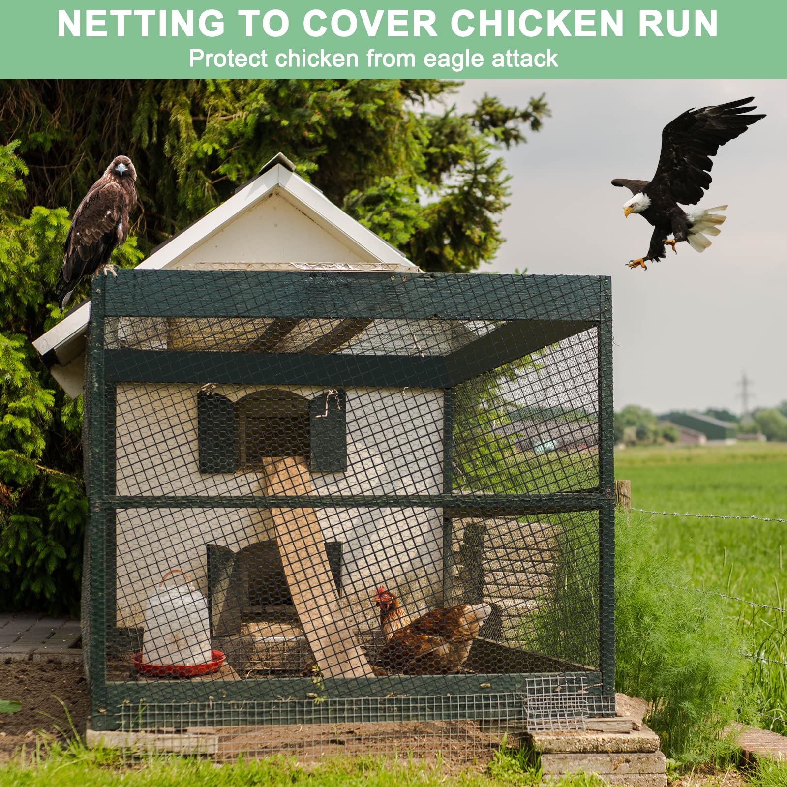 BSTPCOO net draped over chicken coop, protects flock while allowing ventilation
