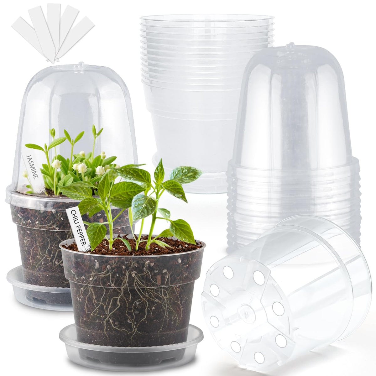 BTPLASTIK clear pot front view showing transparency and easy monitoring