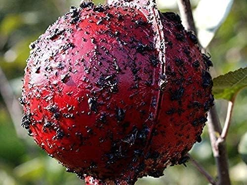 Bug Ball Catch EM aerosol can label for renewing trap tackiness