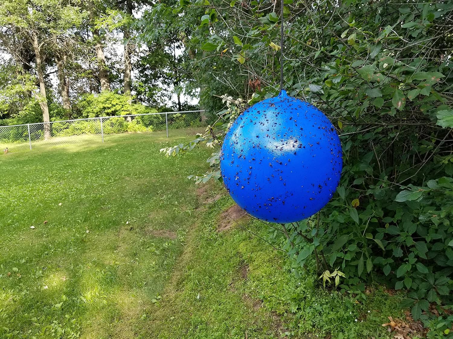 Bug Ball close-up of molded hanging loop and PVC texture, Brand ensures durable hold
