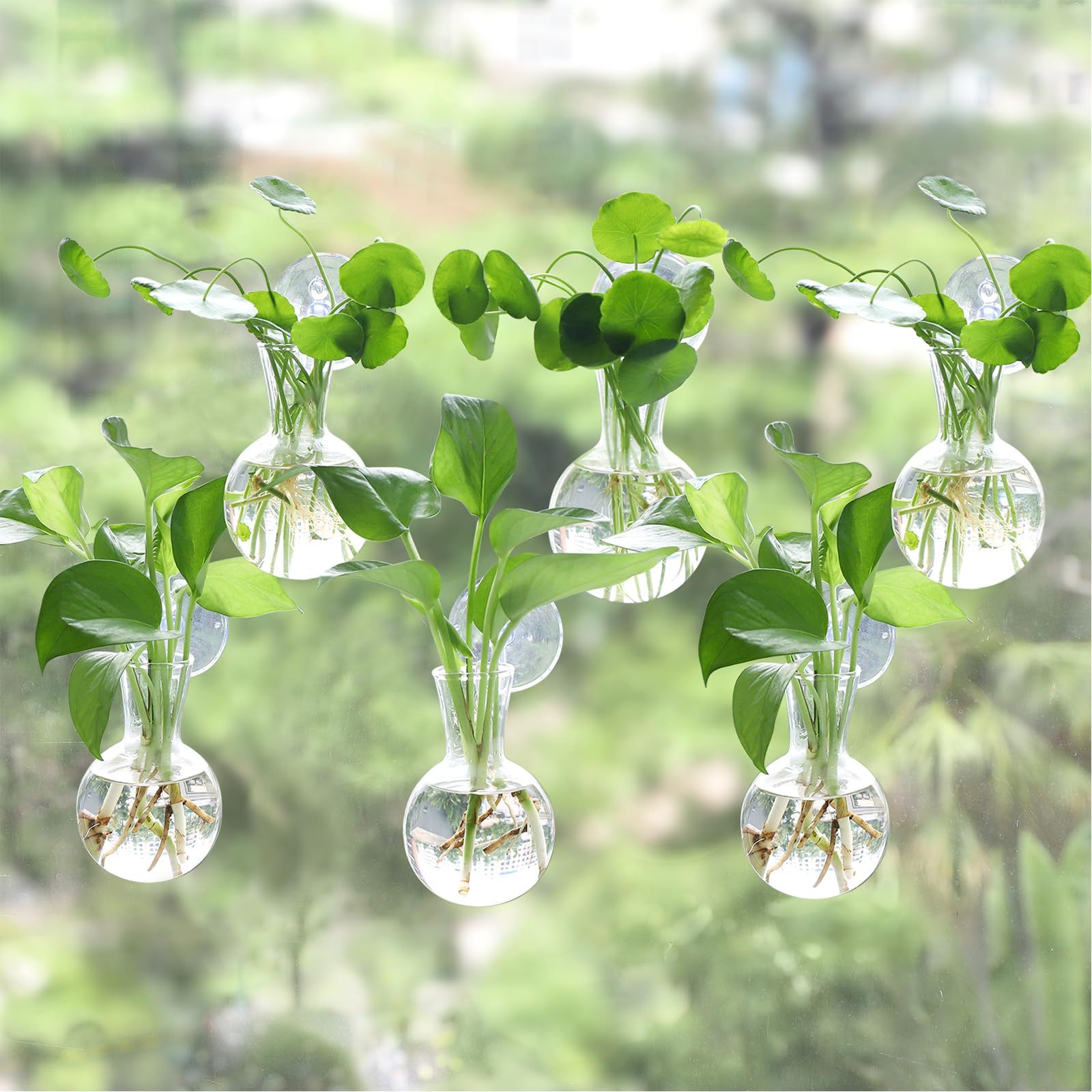 Bunmery front view of six glass bulbs on window for bright display