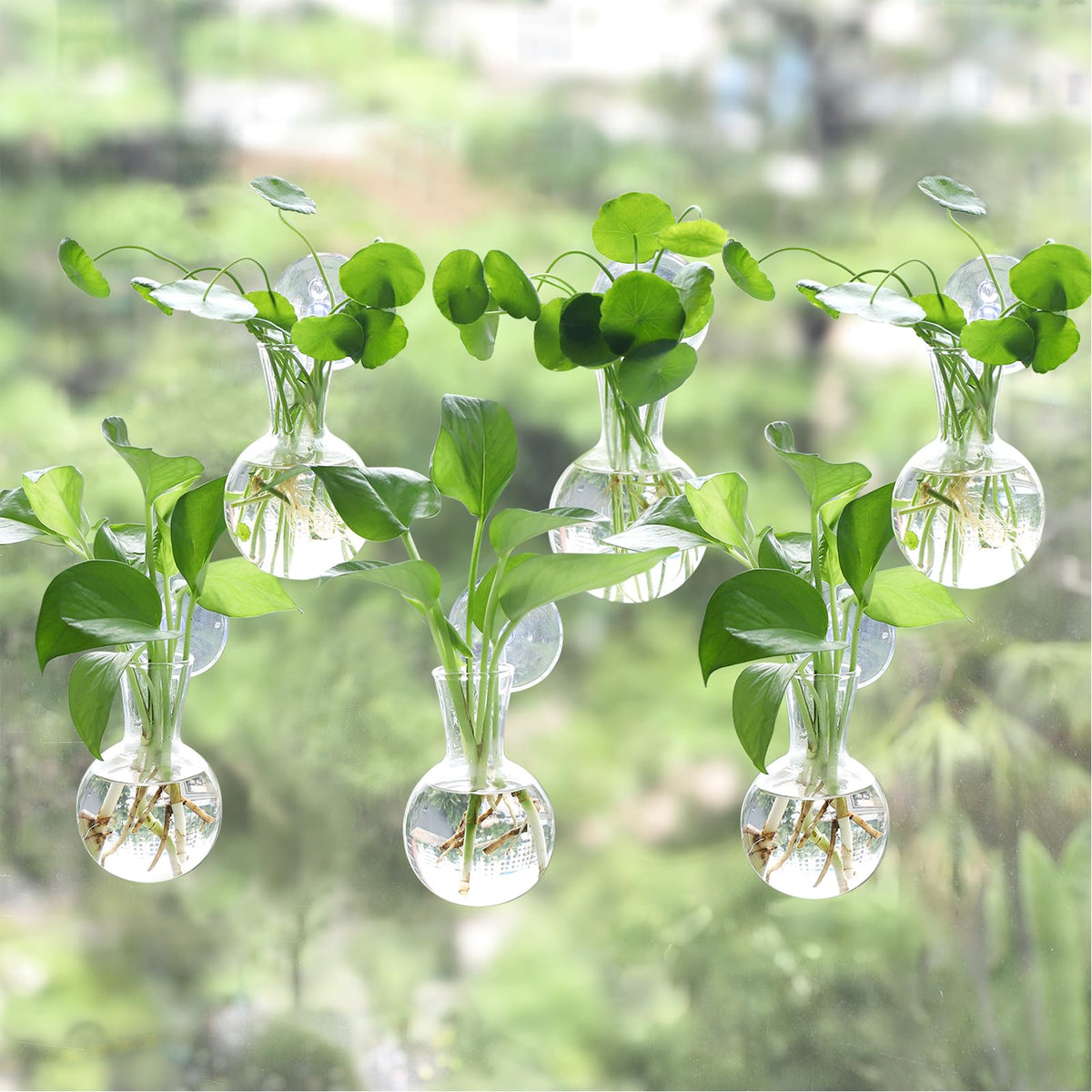 Bunmery front view of six glass bulbs on window for bright display