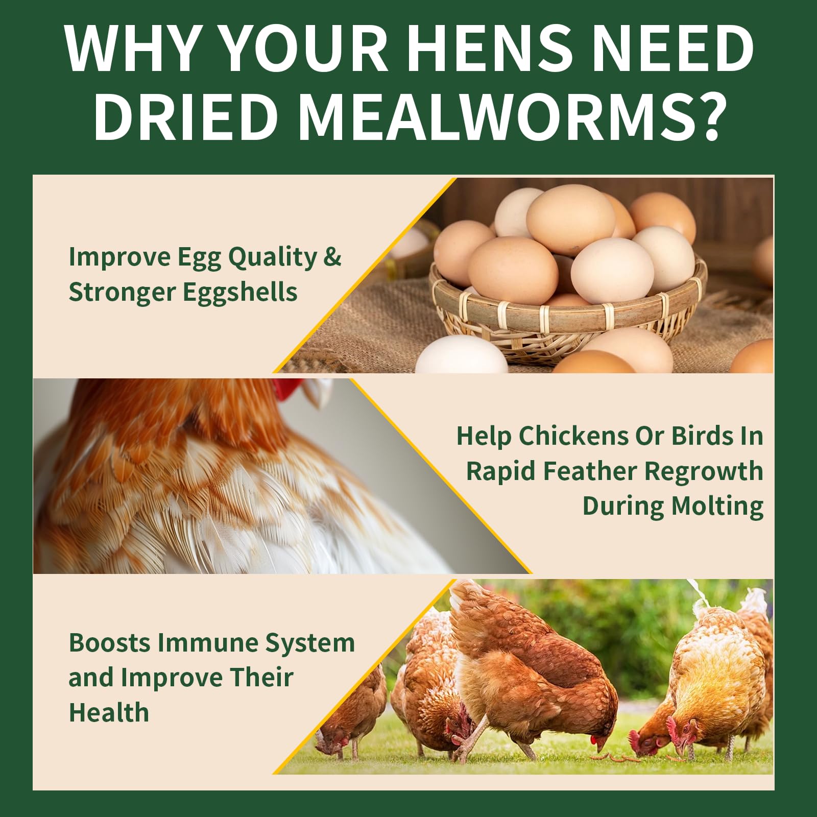 BUNTIE WORMS chickens eating mealworms promoting healthy-foraging behavior