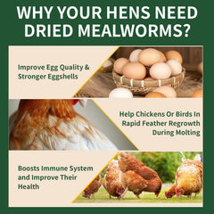 BUNTIE WORMS chickens eating mealworms promoting healthy-foraging behavior