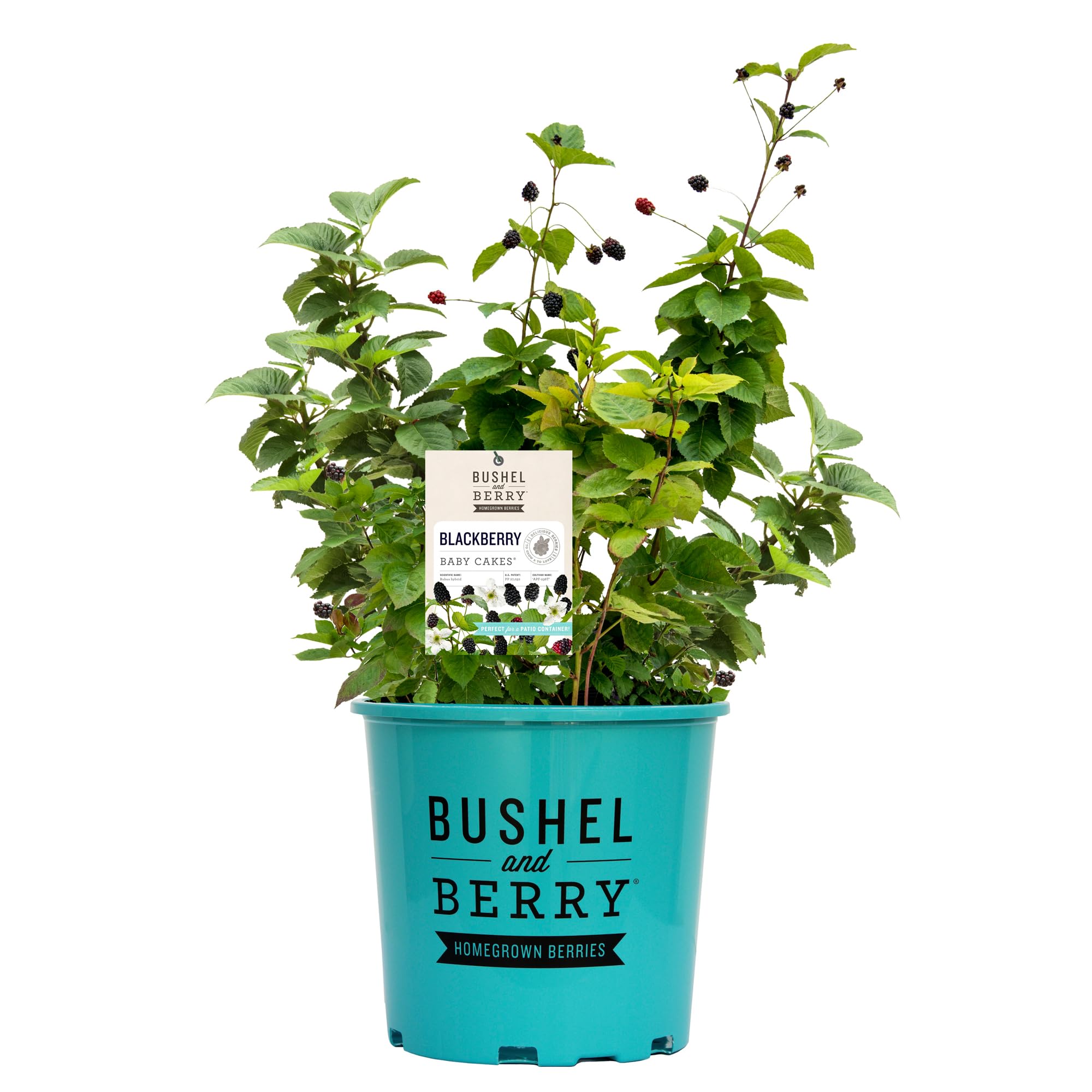 Bushel and Berry Baby Cakes front view showing compact form and benefits