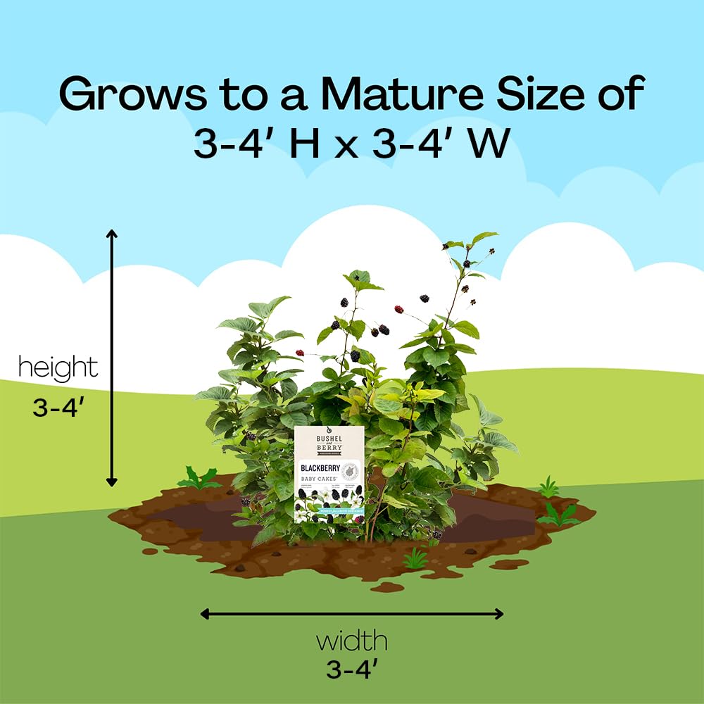 Bushel and Berry Baby Cakes planted in a small garden illustrating landscape use