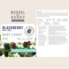 Bushel and Berry Baby Cakes in a patio pot demonstrating container suitability