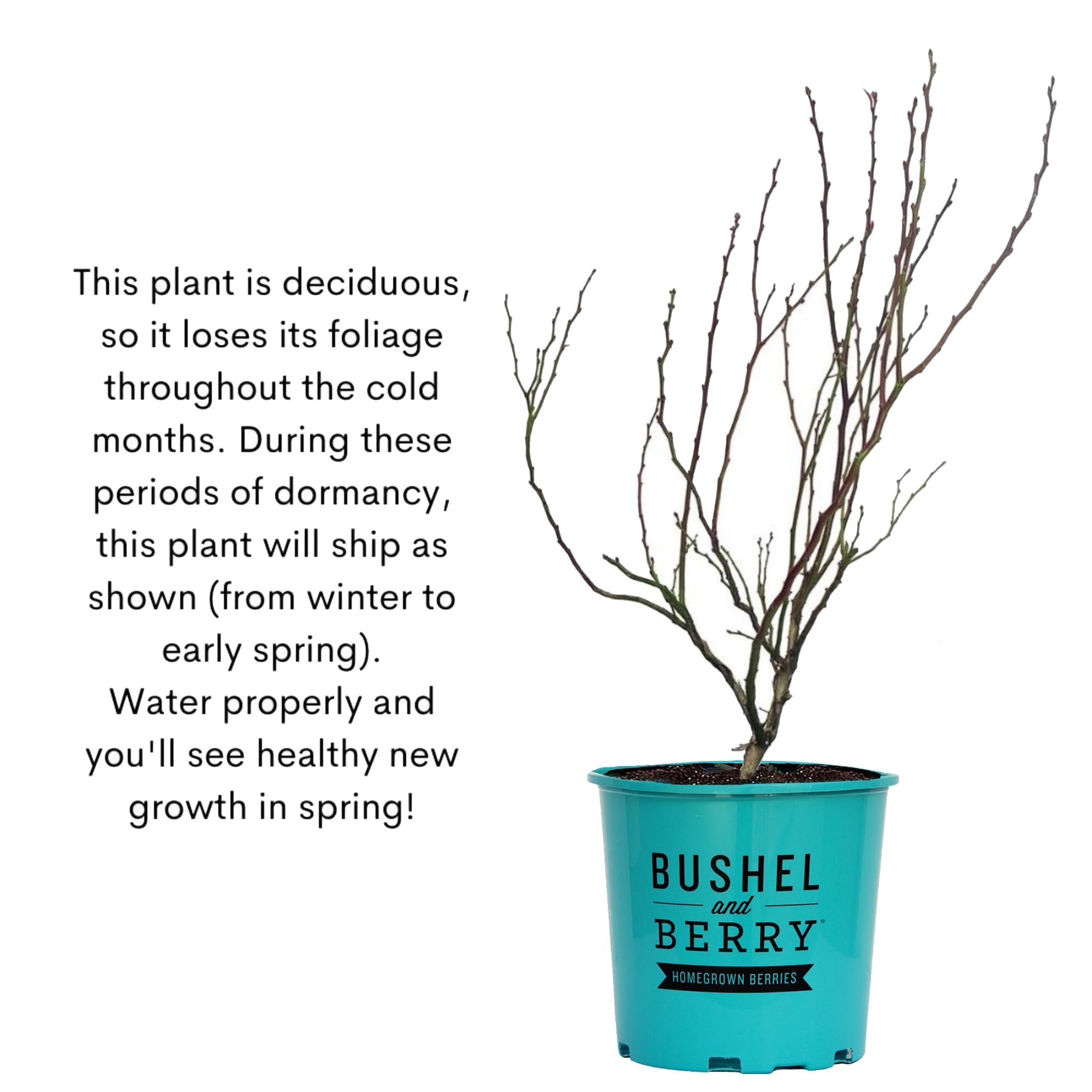 Bushel and Berry Baby Cakes next to a hand showing mature size scale