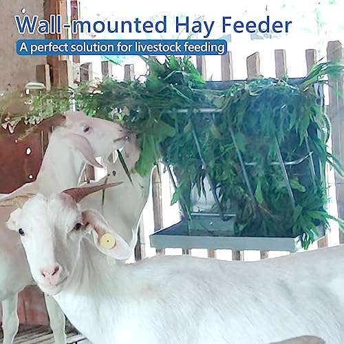 BUYYAH goats eating from feeder in pen showing simultaneous feeding benefit