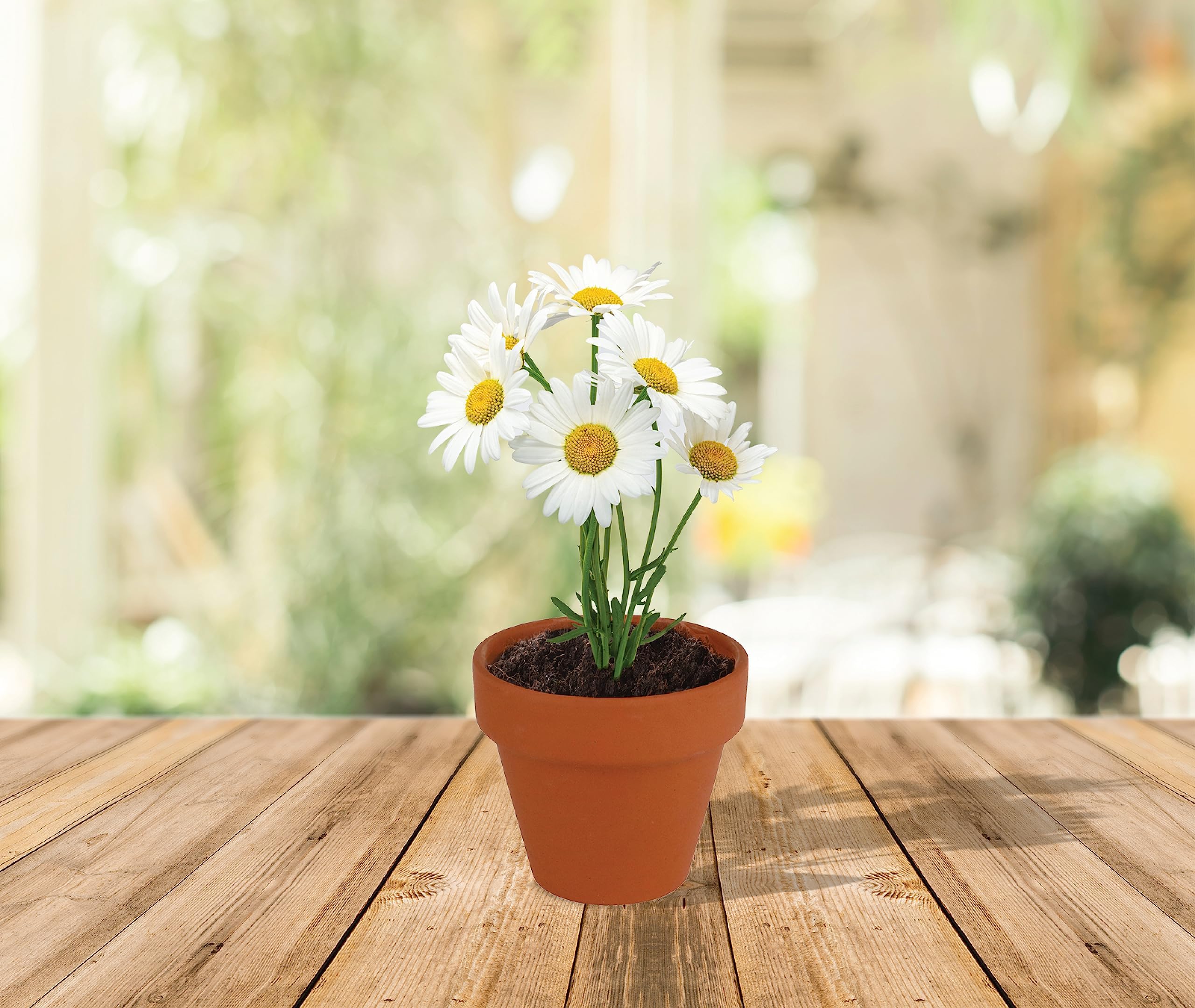 BUZZY seed kits displayed as event favors, charming gift-ready presentation