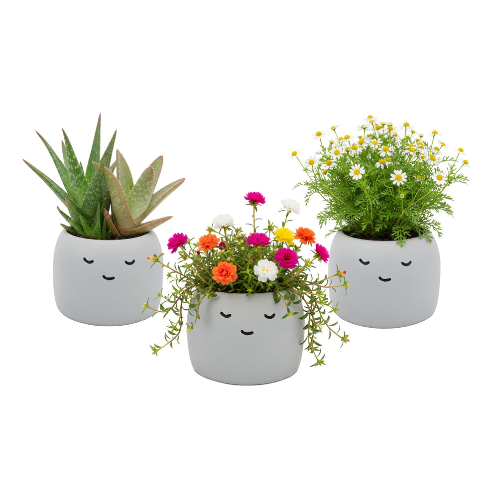 BUZZY side profile of the face planter highlighting ceramic finish and decorative appeal