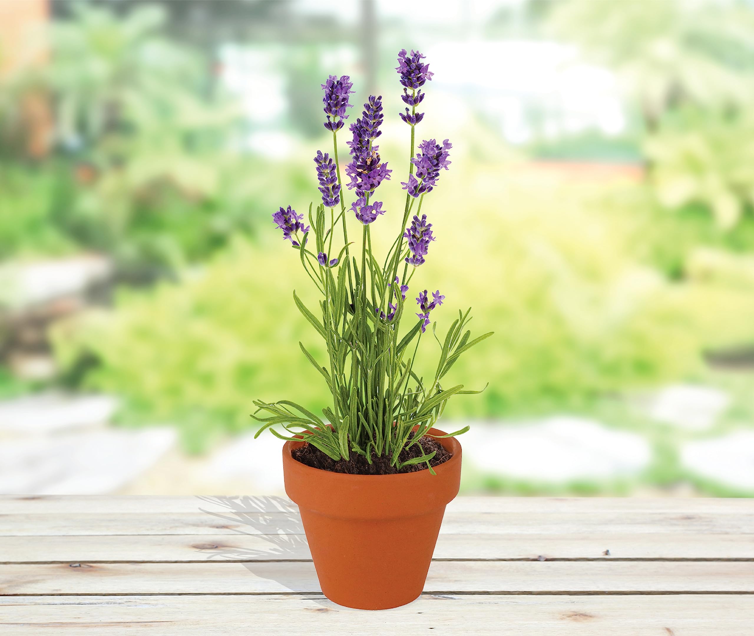 BUZZY kids planting pots in classroom showing educational, hands-on activity