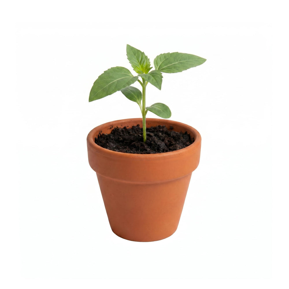 BUZZY genuine mini terracotta pots close-up highlighting breathable clay benefit