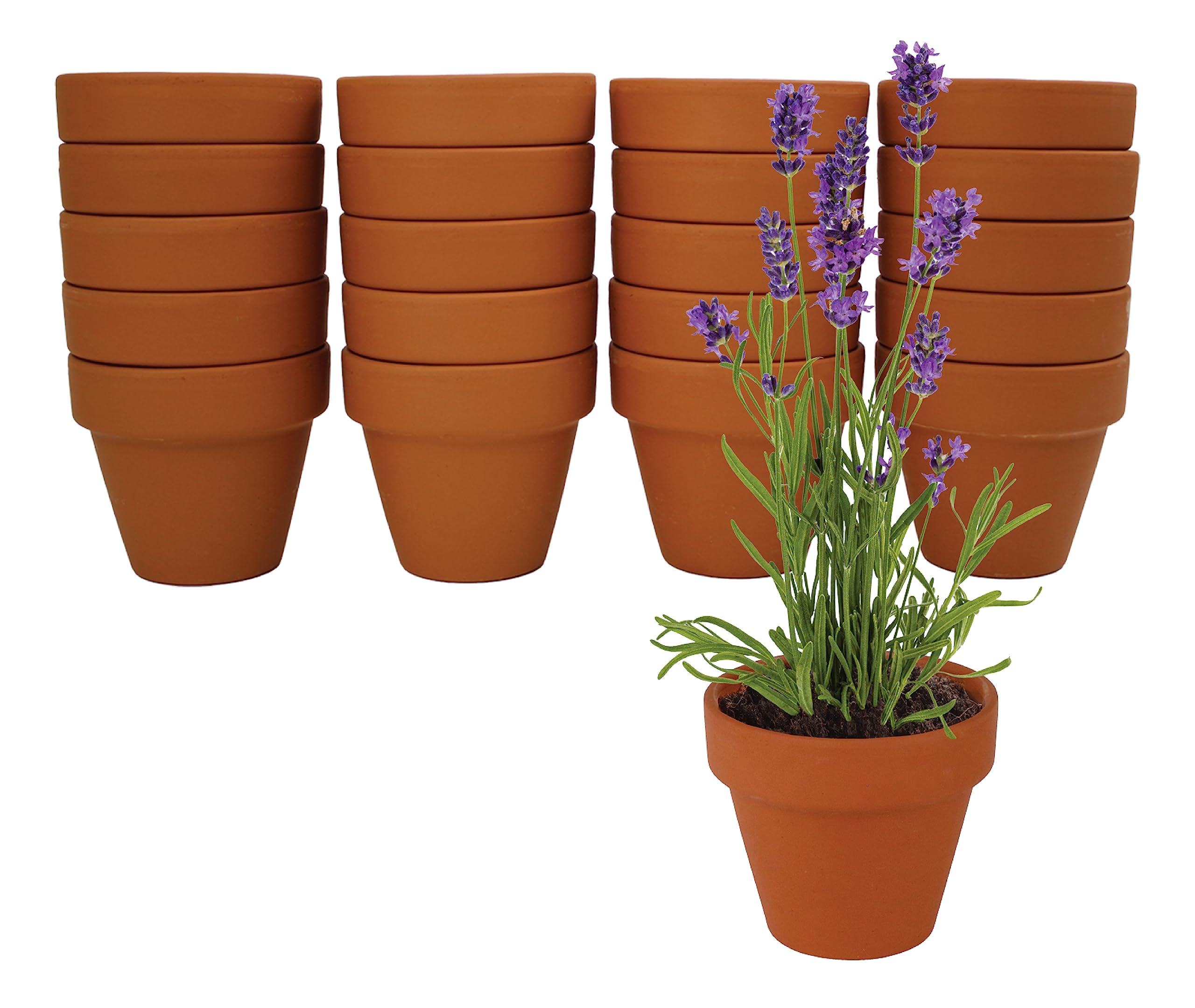 BUZZY assorted seed packets including lavender showing variety and easy planting