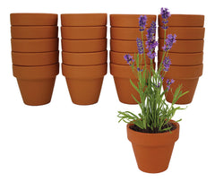 BUZZY assorted seed packets including lavender showing variety and easy planting